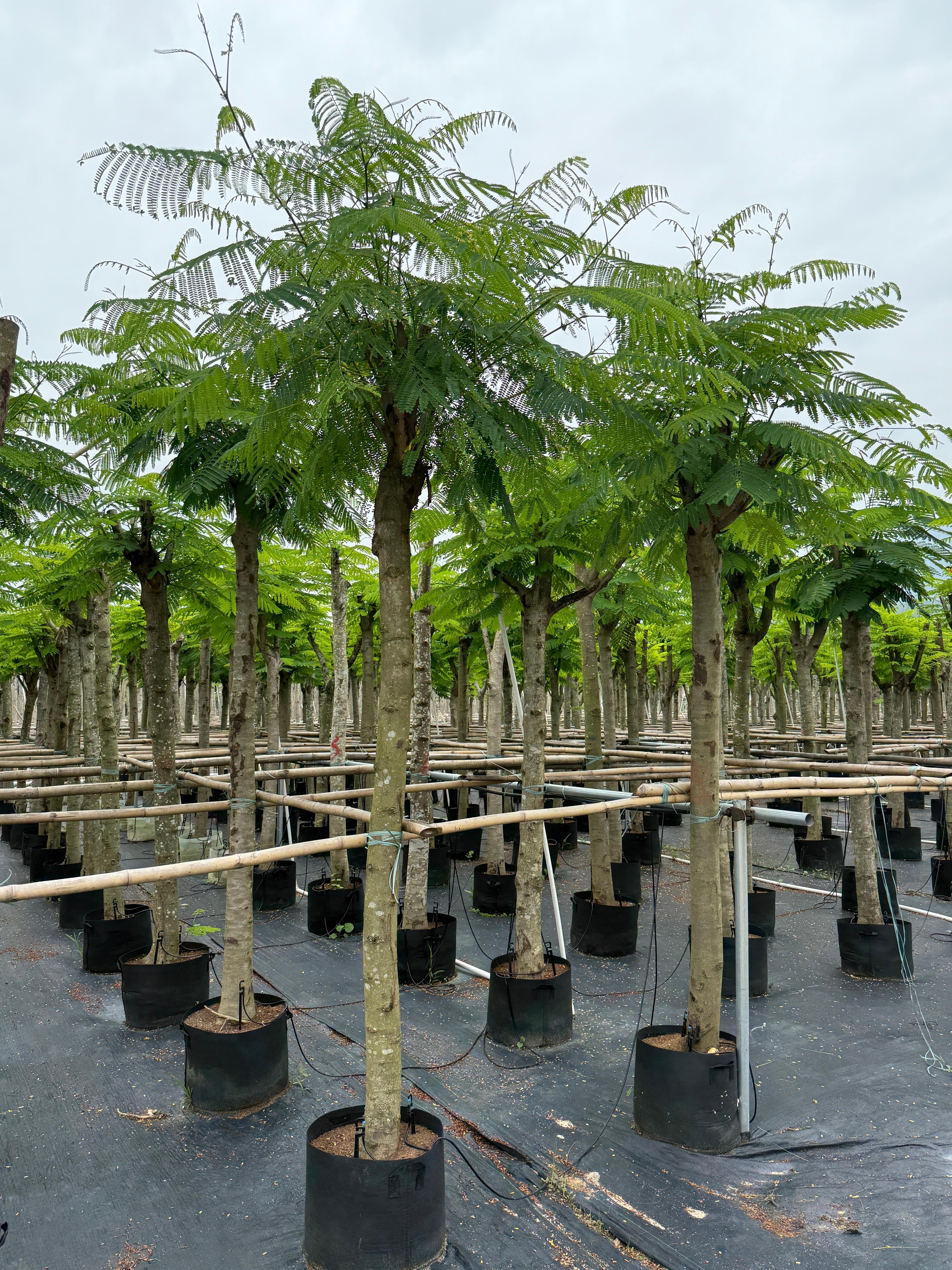 Drought-Resistant Landscaping Example